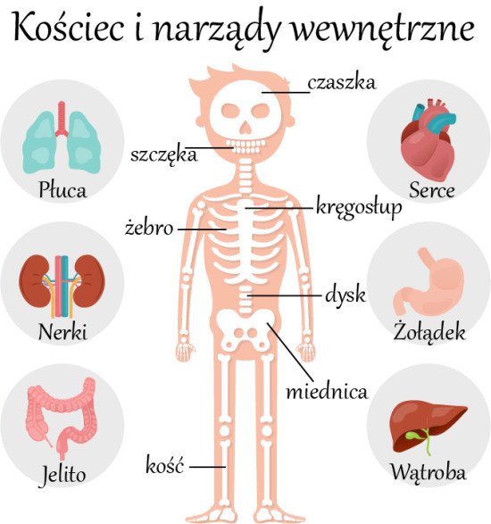 Скелет и внутренние органы на польском языке