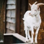 Пословицы и фразеологизмы о козах на польском языке
