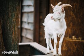 Пословицы и фразеологизмы о козах на польском языке