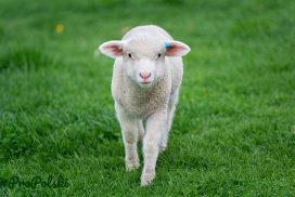 Фразеологизмы о баранах и овцах на польском языке